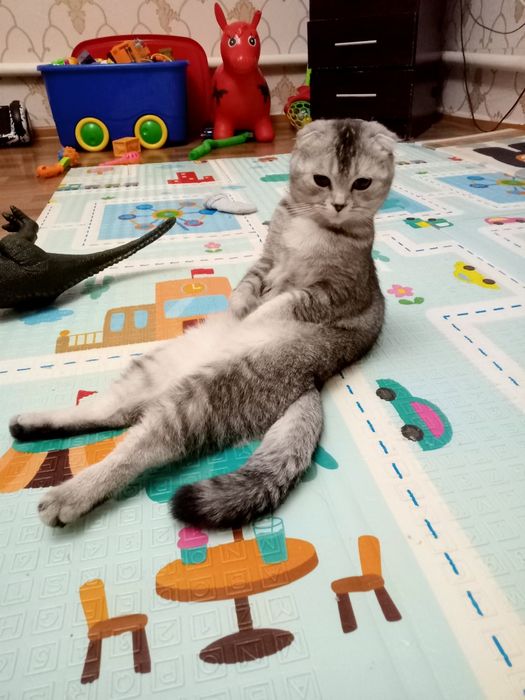 Отдам кошку шотландскую вислоухую