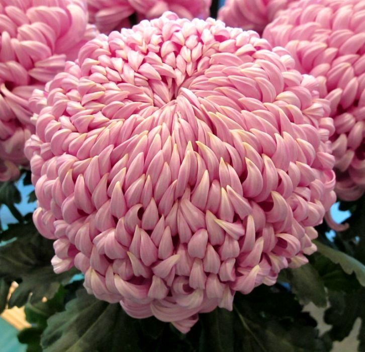 Хризантема всякая