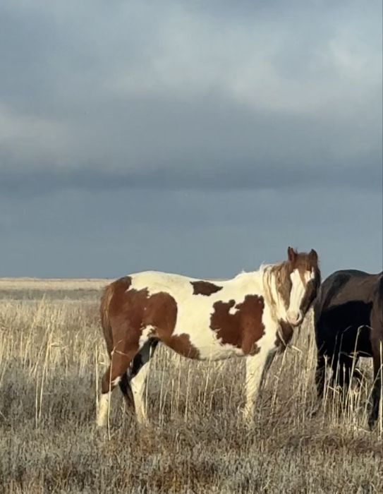 Айғыр және биелер сатыладц