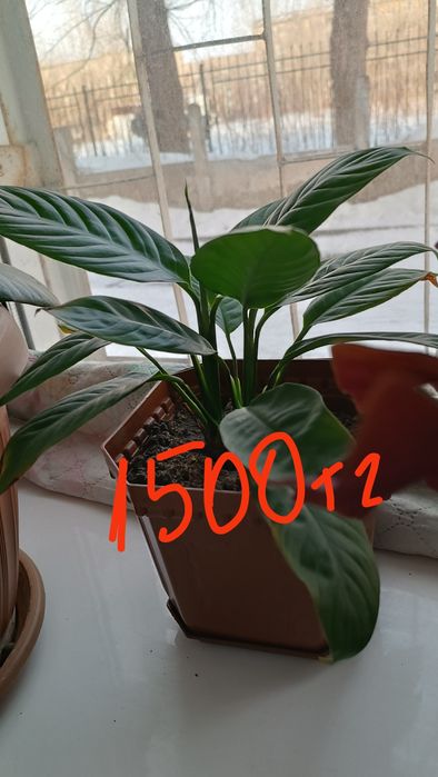 Продам комнатные цветы