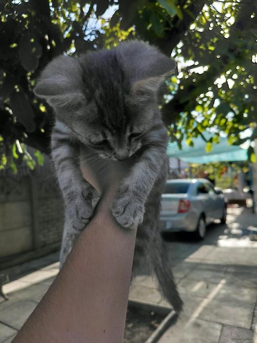 Котята ищут дом, мальчик и девочка