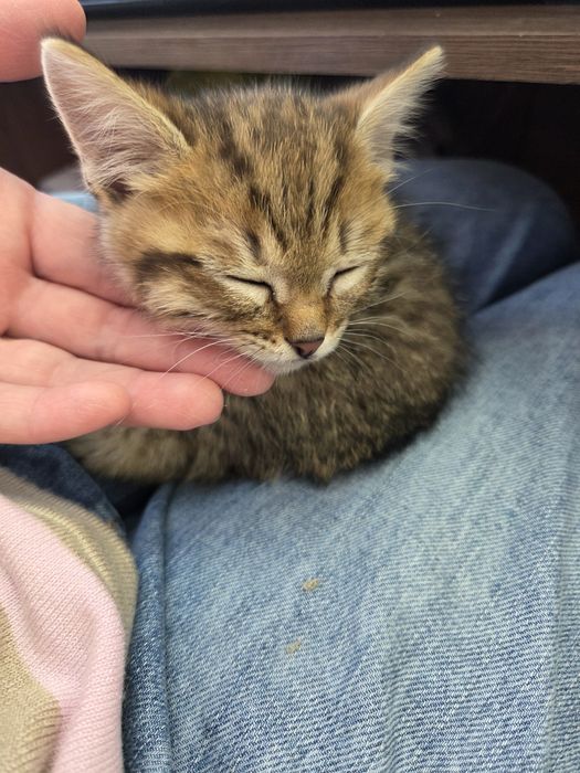 Отдам в добрые руки котенок мальчик