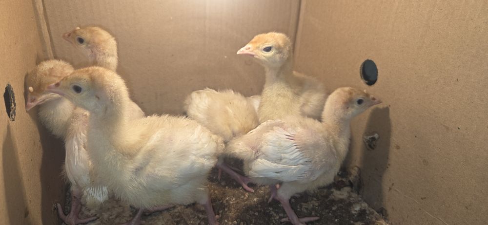 Индюшата биг 6 остаток