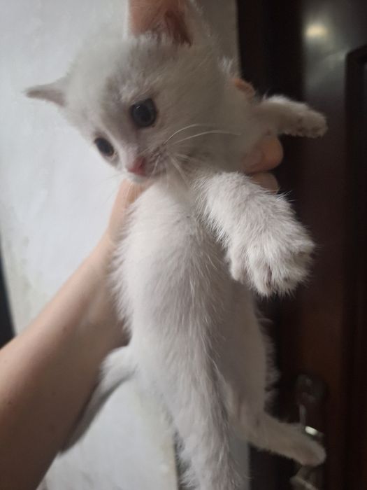 Отдам в хорошие руки котят