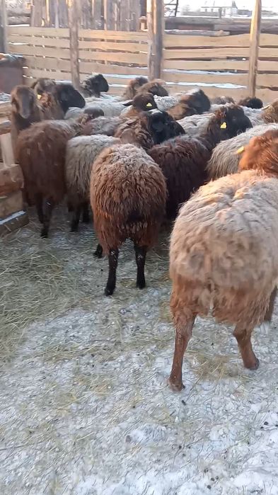 Продам костратов с откорма