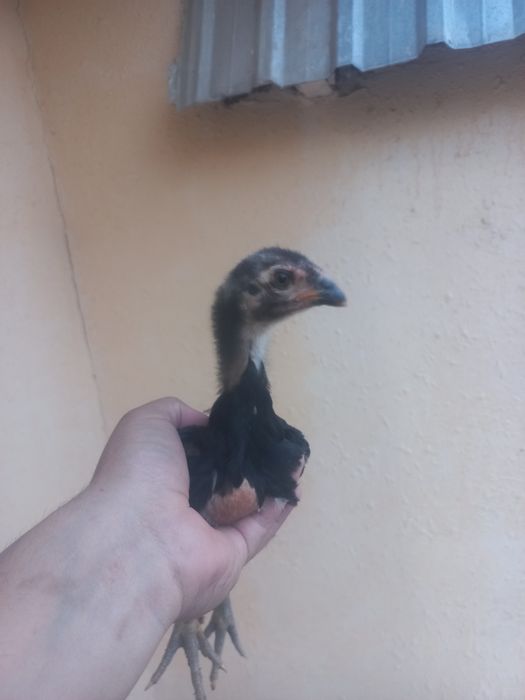 Sotiladi toza qonla zoti toza