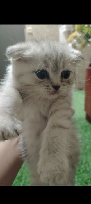 Продаются серебристые шиншиллы. Котята скотиш фолд и страйт.