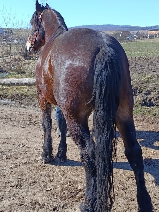 Vând cal de 5 ani cu acte