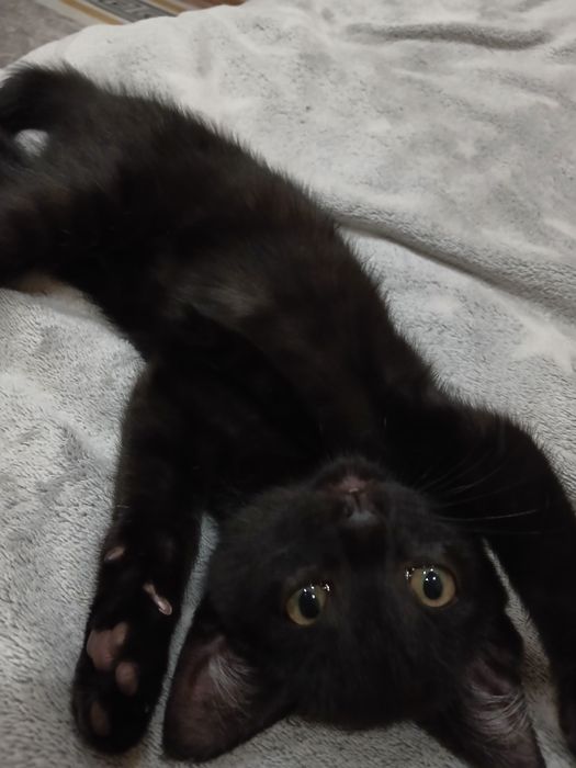 Котенок девочка.
