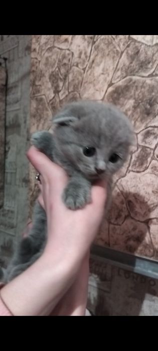 Продам котят девочек, вислоухие 15.000