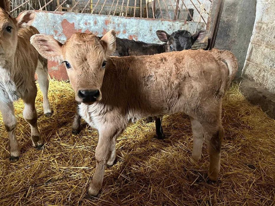 Продам малинких телята