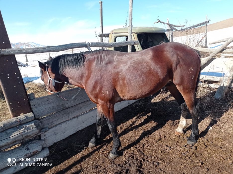 Айғыр Дончак 2018г