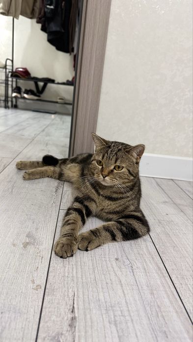 Отдам кота в добрые руки
