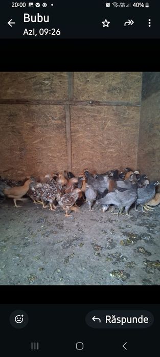 Puicuțe ouătoare  de vânzare