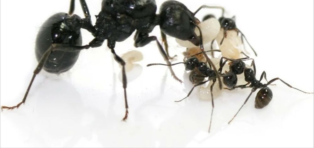 Продаютьсч муравьи messor muticus, messor denticulatus