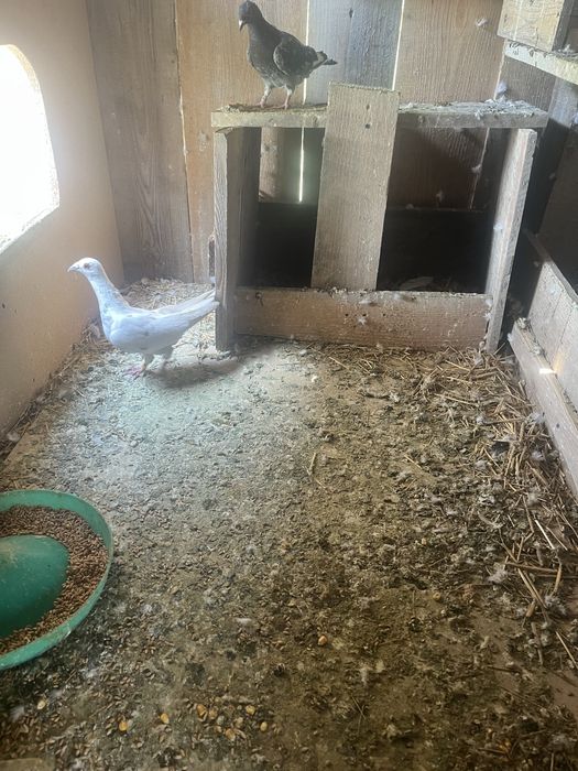 Vand 5 porumboi is pe plus