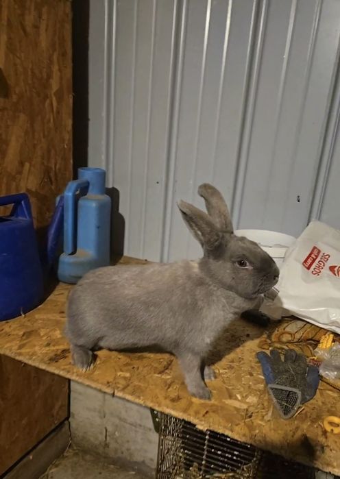 Vand iepuri secuiesc salander albastru!