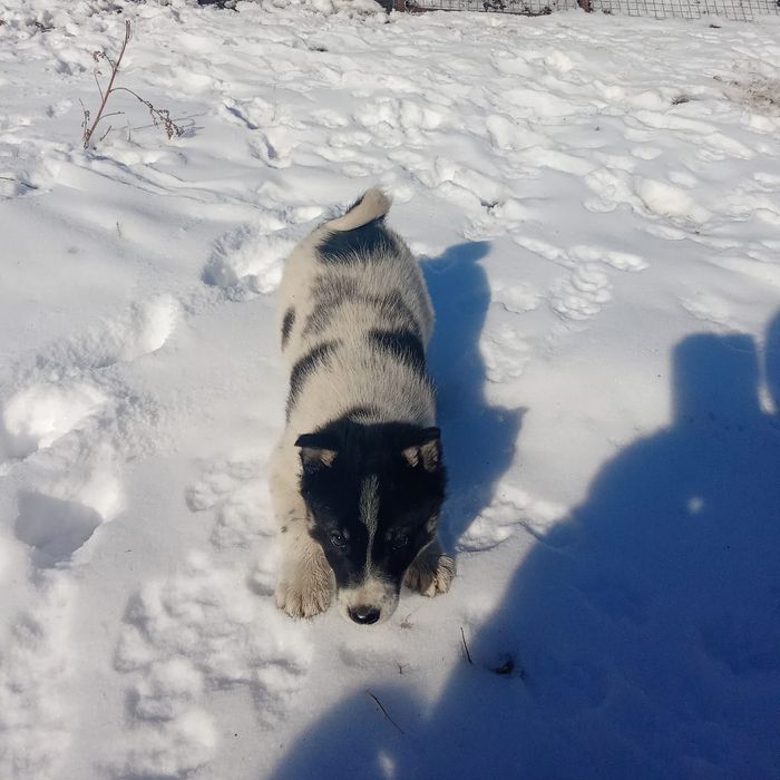 Продам щенка лайка