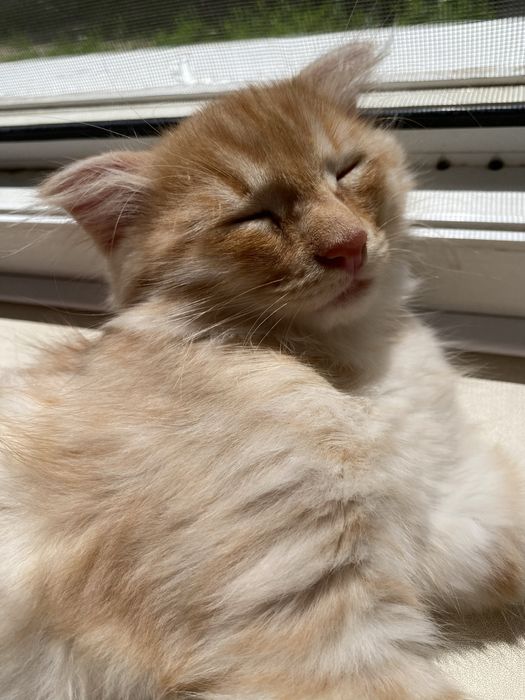 Вислоухий котенок