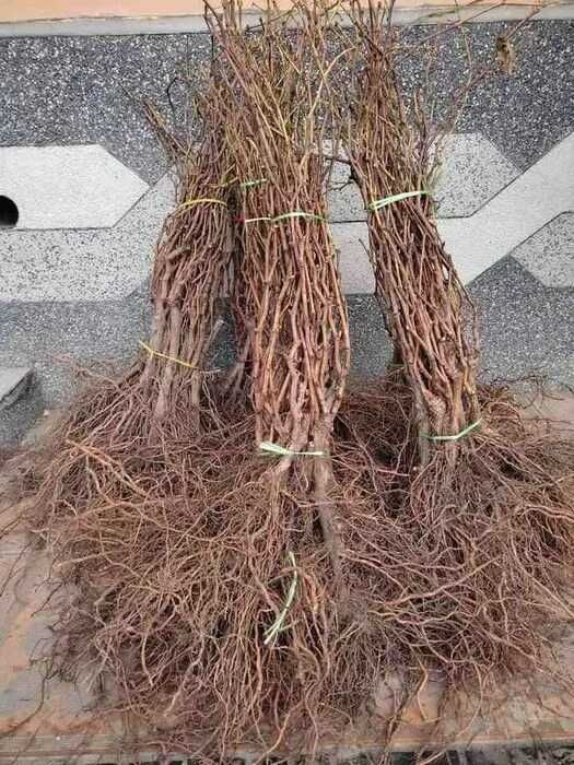 Uzum ko'chatlari ko'p yillik