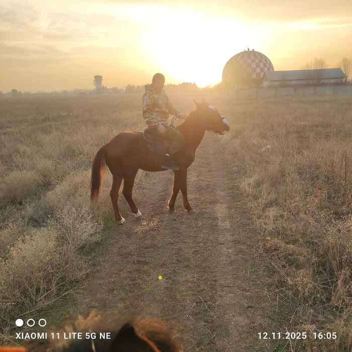 Продам коня 2.5 года