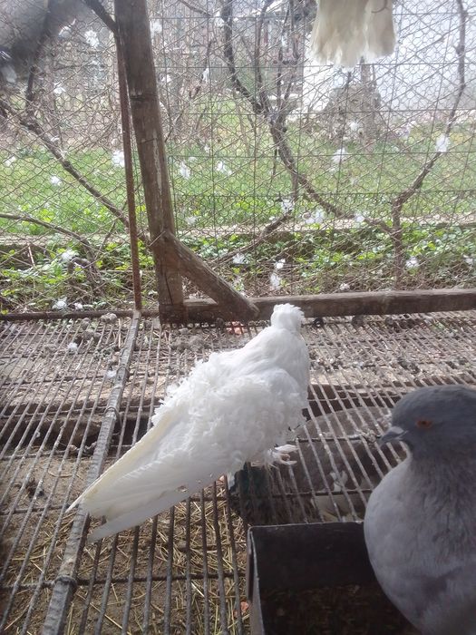 Porumbei creți francezi