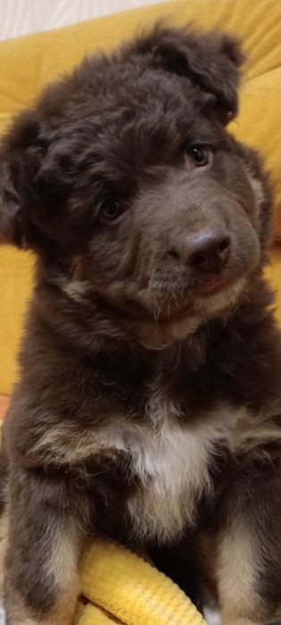 Шоколадная принцесса