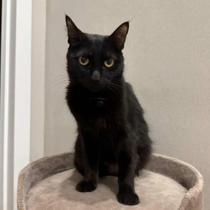 Котик Черный котик ищет семью