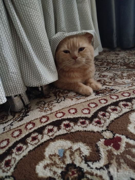 Отдам в хорошие руки Кота Лиловый Британец