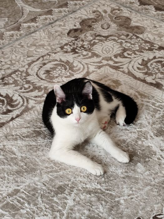 Отдам кота в хорошие руки