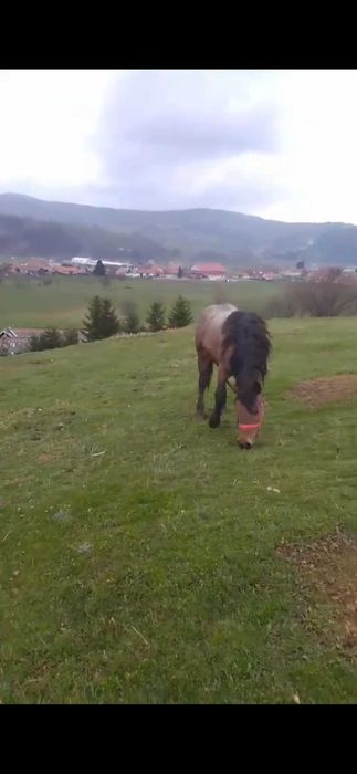 Armasar,noatin de vanzare