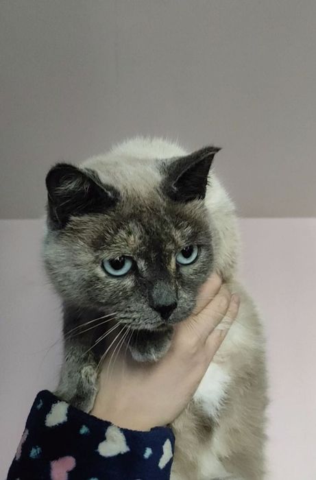 Домашняя красивая кошечка