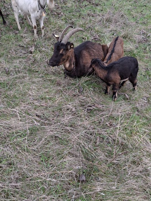 Vând iezi și iedițe metis anglonubian