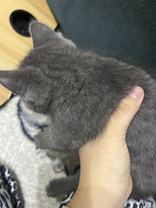 Британская короткошерстная