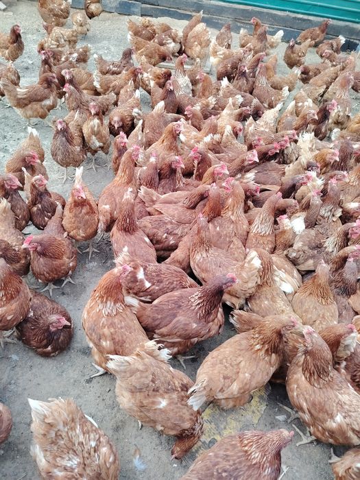Куры несушки Ломон Браун
