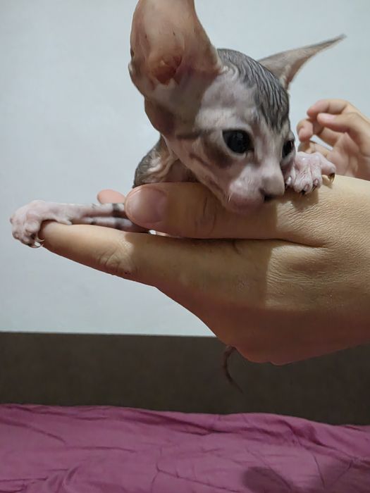 Готовы к брони донские сфинксы