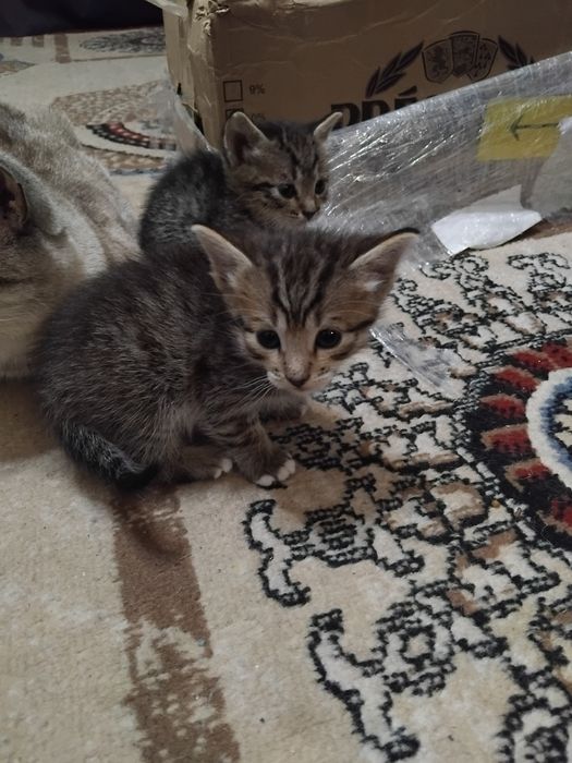 Два мальчишки в добрые руки