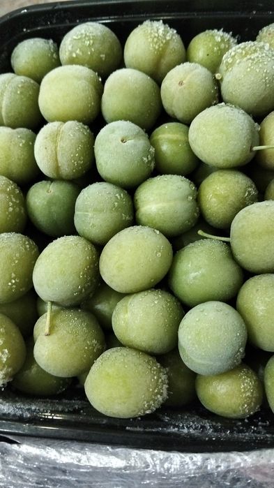 Куксултон музлатилган