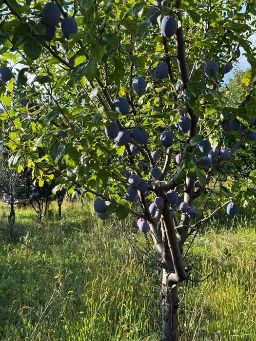 Prune de vânzare!
