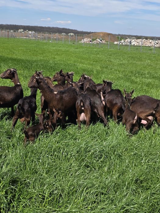 Capre murcuiana granadina de vanzare