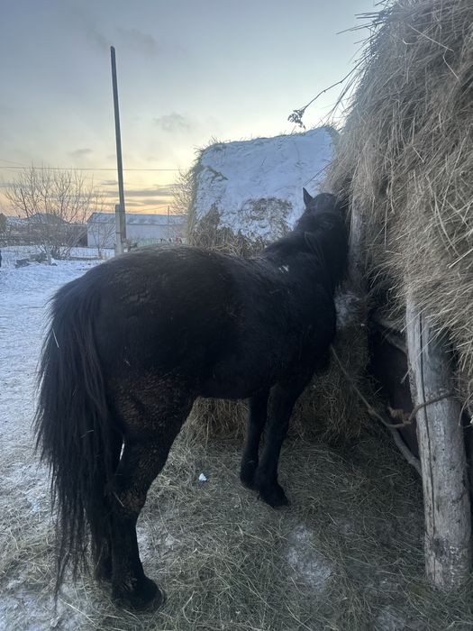 Продам жеребец (айғыр)