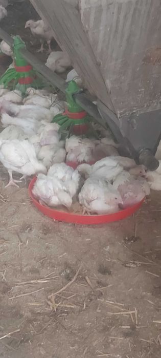 Pui rasa mixta pui alb