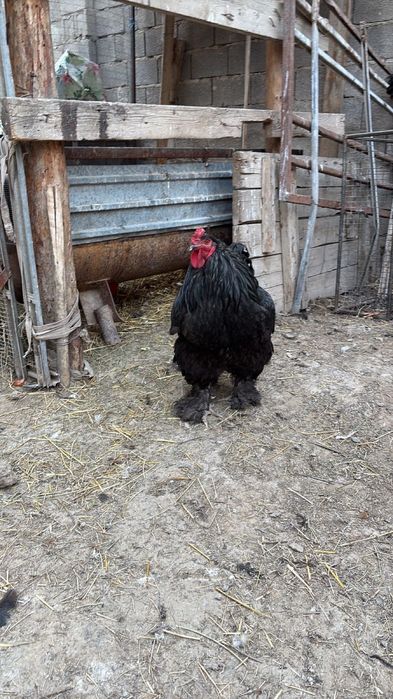 Инкубационые яйца на заказ