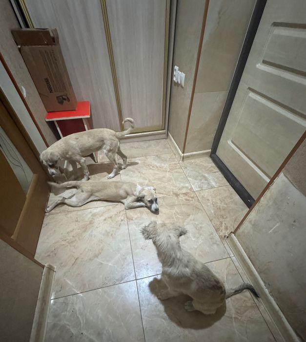 Щенки девочки 2,5 мес