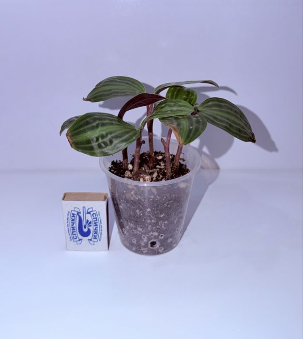 Геогенантус, комнатные растения, комнатные цветы