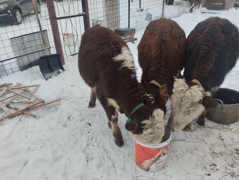 Тайынша бүка сатамын