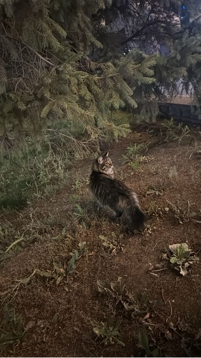 Мысық Луна жоғалды