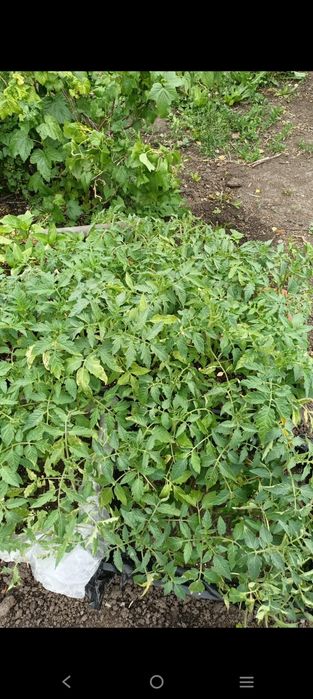 Продам помидоры саженцы