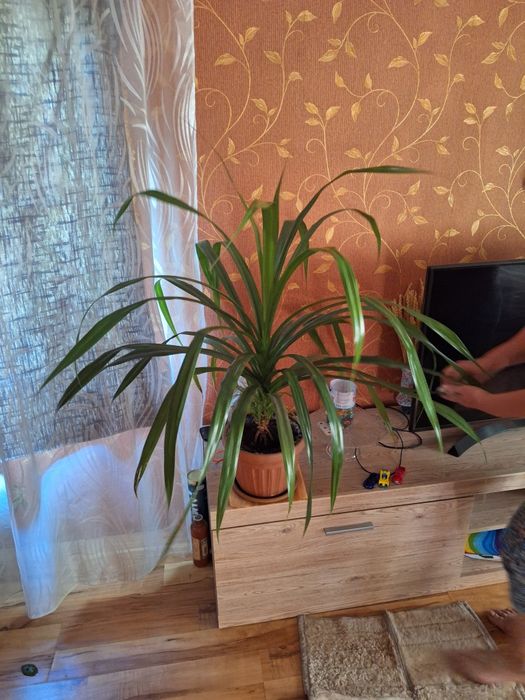 Продам цветок пальма.