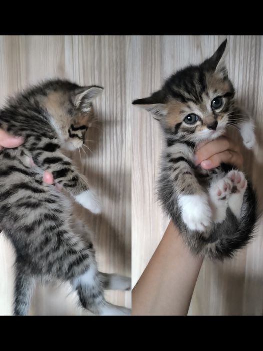 британские котята